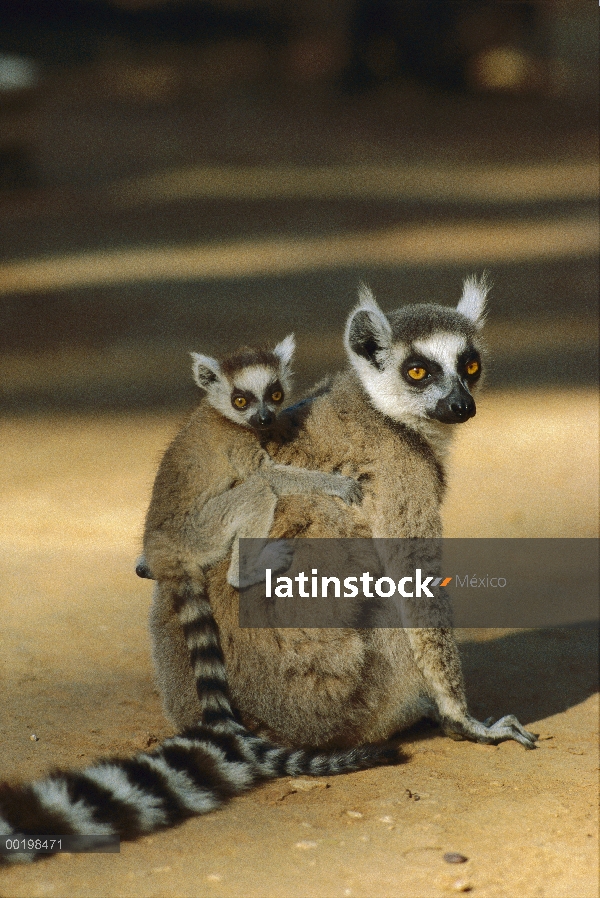 Los bebés de lemures (catta de Lemur) en la espalda de la madre, especies vulnerables, Madagascar