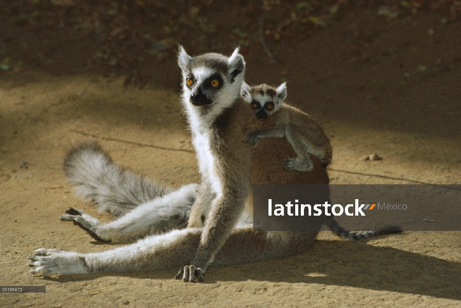 Los bebés de lemures (catta de Lemur) en la espalda de la madre, especies vulnerables, Madagascar