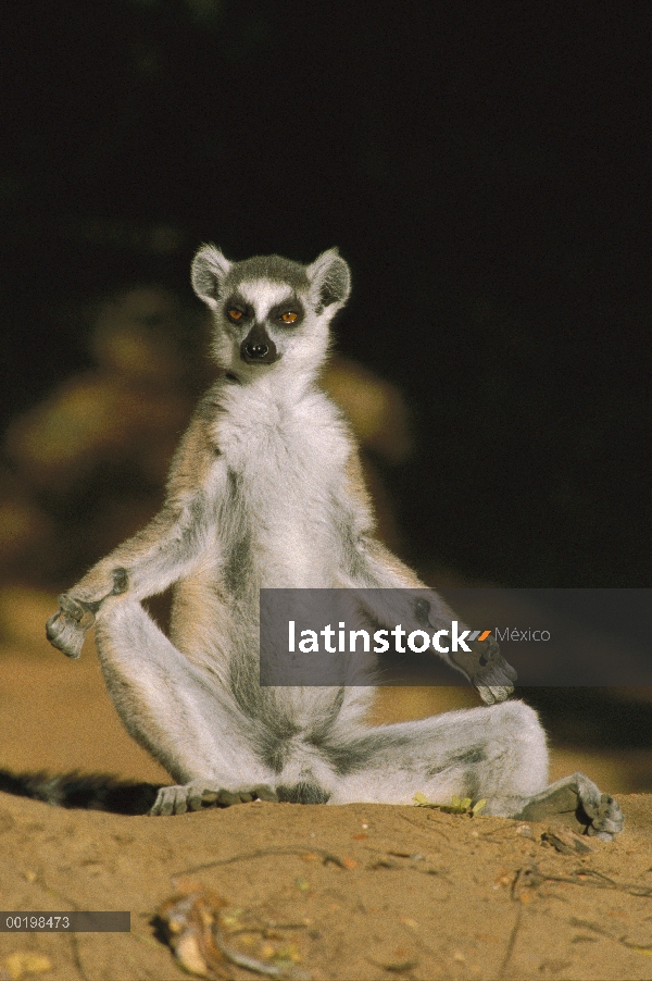 Los lemures (catta de Lemur) asolearse, vulnerables especies, Madagascar