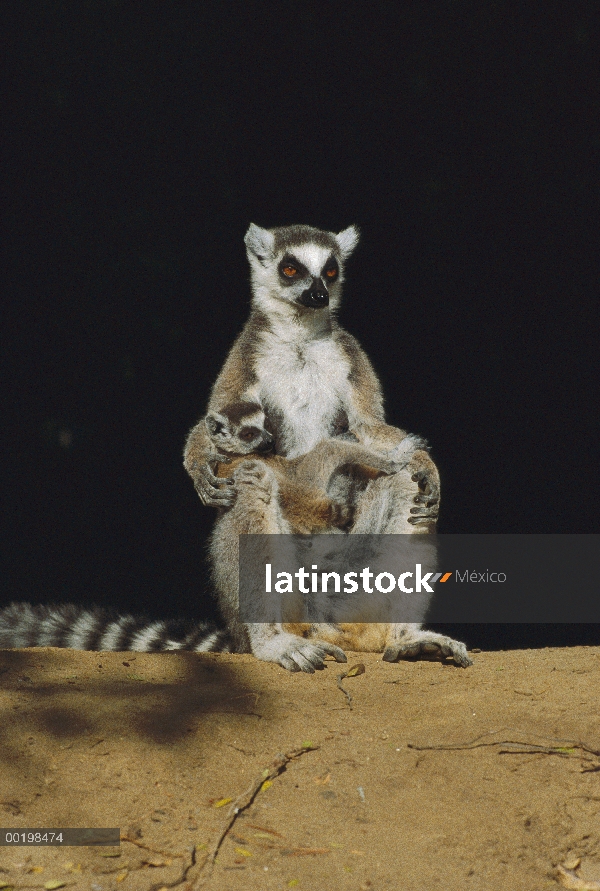 Vuelta de los bebé de lemures (catta de Lemur) durmiendo en la madre, especies vulnerables, Madagasc