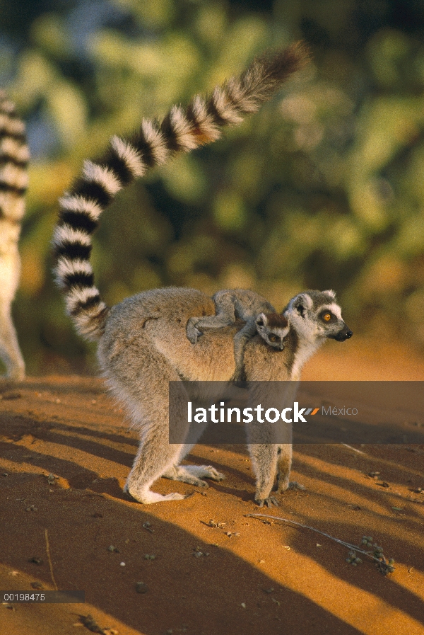 Los bebés de lemures (catta de Lemur) en la espalda de la madre, especies vulnerables, Madagascar