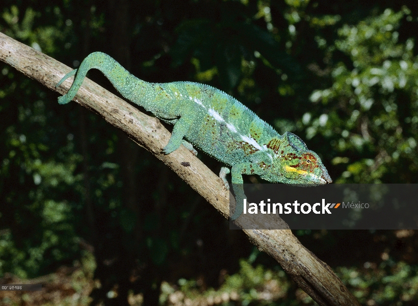 Hombre de Pantera camaleón (Chamaeleo pardalis), Madagascar