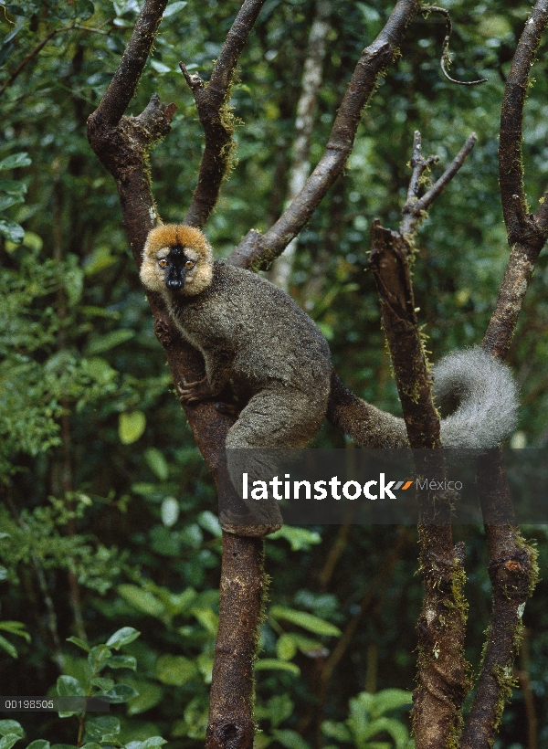 Frente roja hombre Lémur pardo (Eulemur fulvus rufus), el Parque Nacional Ranomafana Madagascar