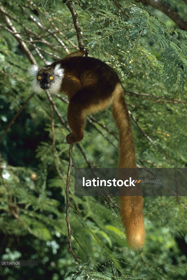 Hembra de primate vulnerables negro Lemur (macaco de Lemur) escalada, Madagascar