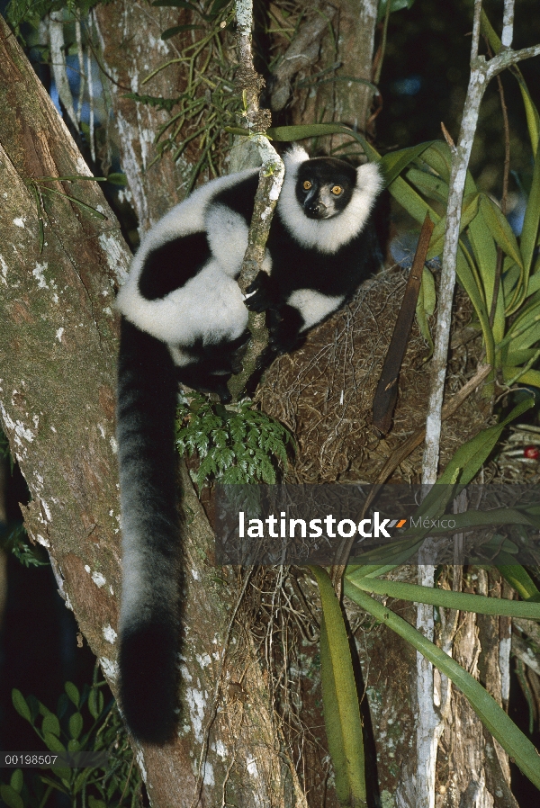 Blanco y negro Lemur superado (Varecia variegata variegata) primate en peligro de extinción en árbol