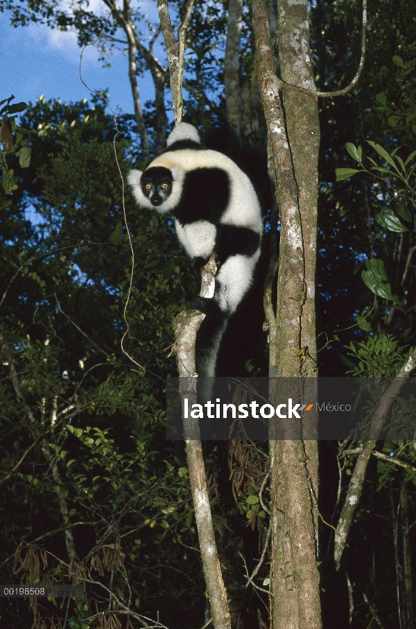 Lémur rufo de blanco y negro (Varecia variegata variegata) en peligro de extinción primate árbol esc