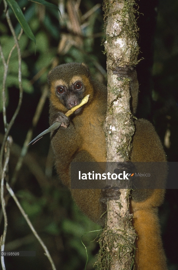 Lémur dorado del bambú (Hapalemur aureus) de extinción a primate que se alimenta de bambú, Madagasca