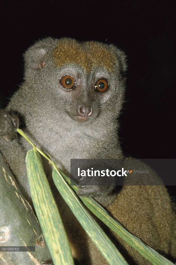 Primates en peligro de extinción de oro lémur del bambú (Hapalemur aureus) alimentándose de bambú, M