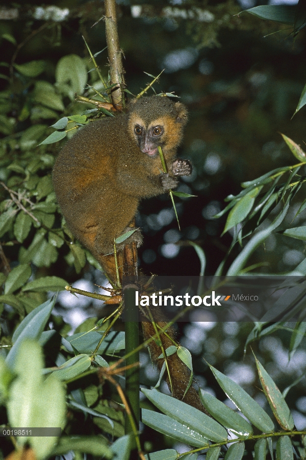 Lémur gris del bambú (Hapalemur griseus) con bambú, Madagascar