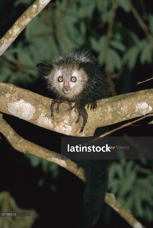 Lémures en peligro de extinción aye-aye (Daubentonia madagascariensis) en rama, Madagascar