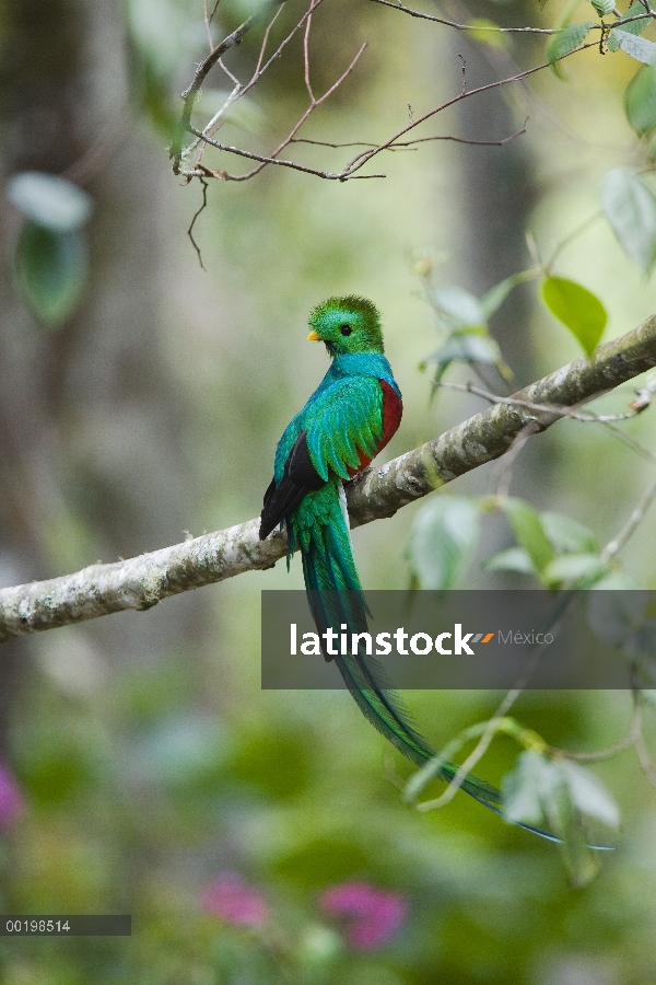 Hombre resplandeciente Quetzal (Pharomachrus mocinno), Costa Rica