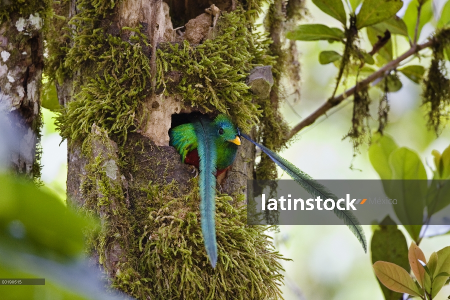 Resplandeciente hombre Quetzal (Pharomachrus mocinno) en busca de nido, Costa Rica