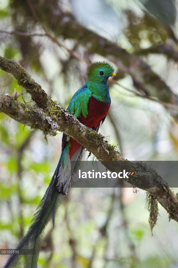 Hombre resplandeciente Quetzal (Pharomachrus mocinno), Costa Rica