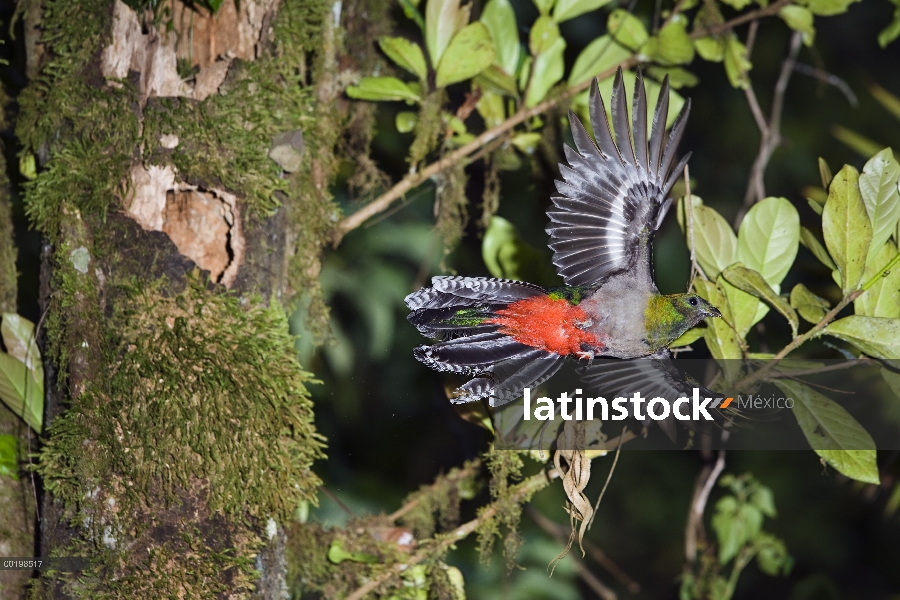 Mujer de Quetzal (Pharomachrus mocinno) resplandeciente volando, Costa Rica