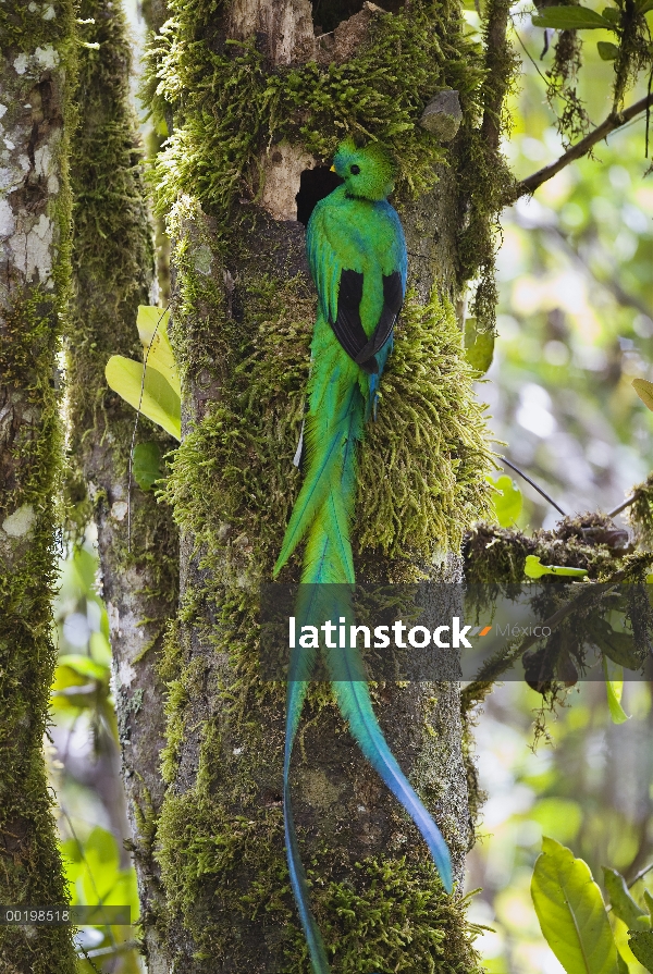 Hombre resplandeciente de Quetzal (Pharomachrus mocinno) en el nido, Costa Rica