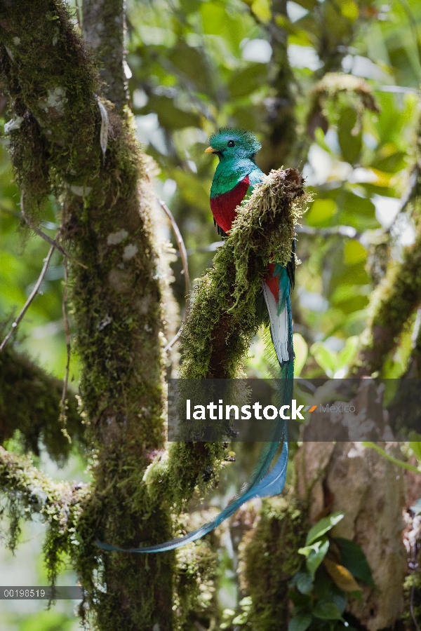 Hombre resplandeciente Quetzal (Pharomachrus mocinno), Costa Rica