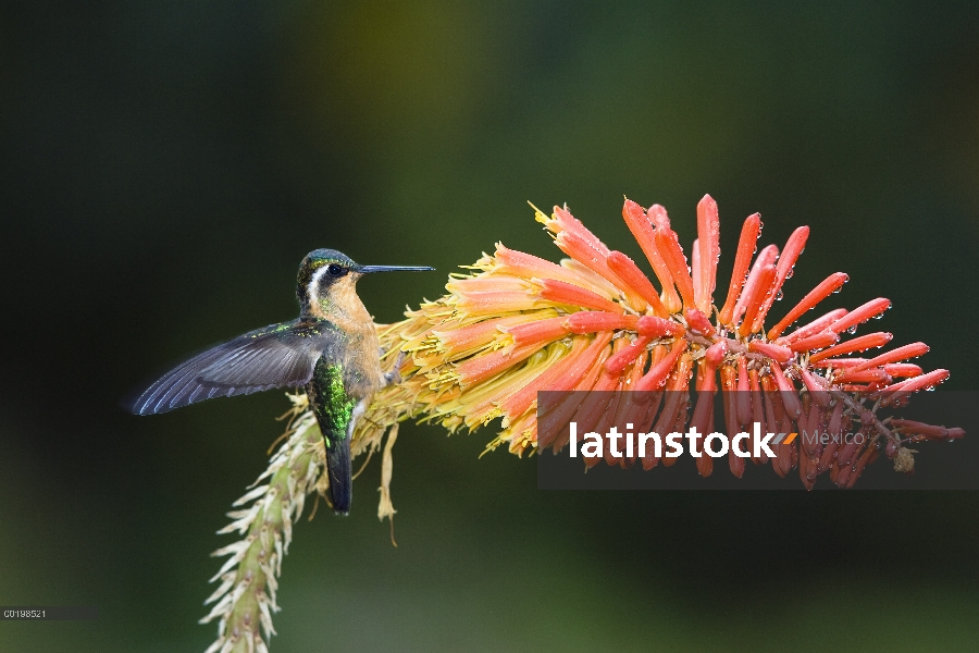 Púrpura-throated viridipallens (Lampornis calolaemus) Colibrí hembra de alimentación, Cerro de la Mu