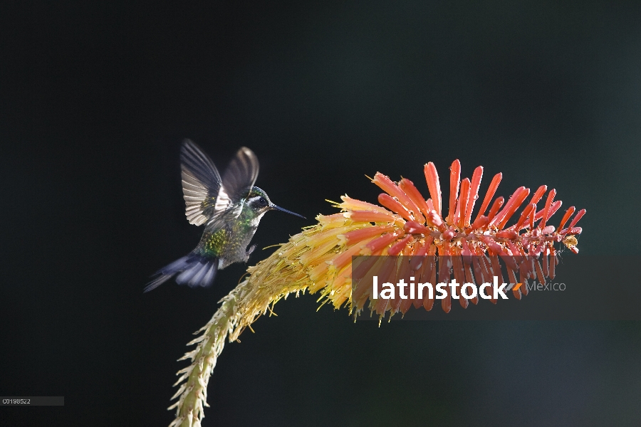 Púrpura-throated viridipallens (Lampornis calolaemus) Colibrí hombre alimentación, Cerro de la Muert