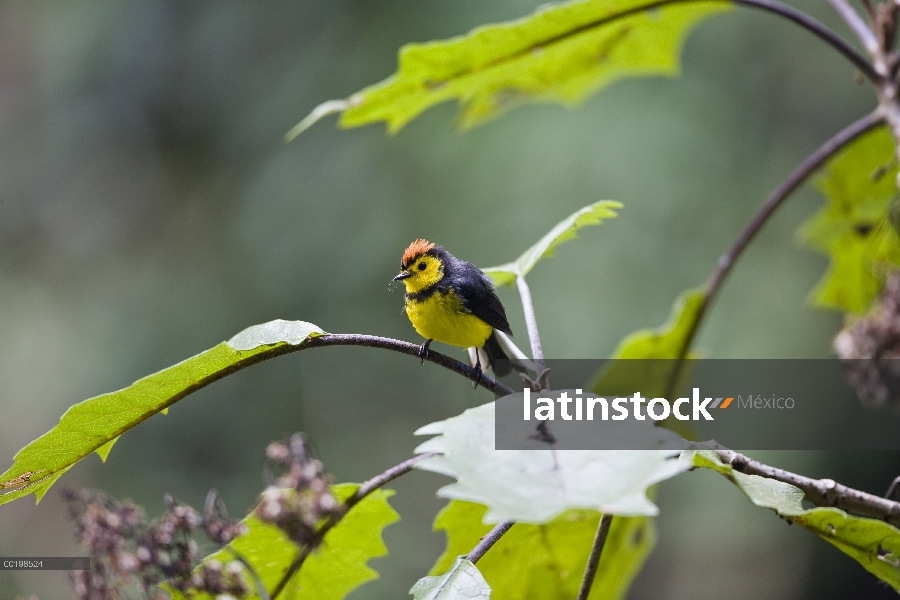 Colirrojo real cuello (Myioborus torquatus) en rama, Cerro de la Muerte, Costa Rica