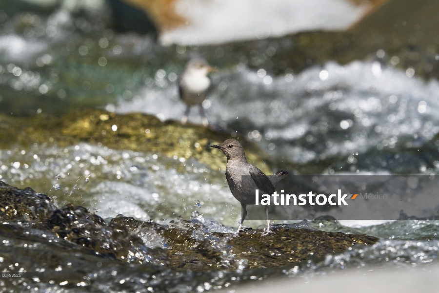 American Dipper (Cinclus mexicanus) con chick forrajeo, Costa Rica