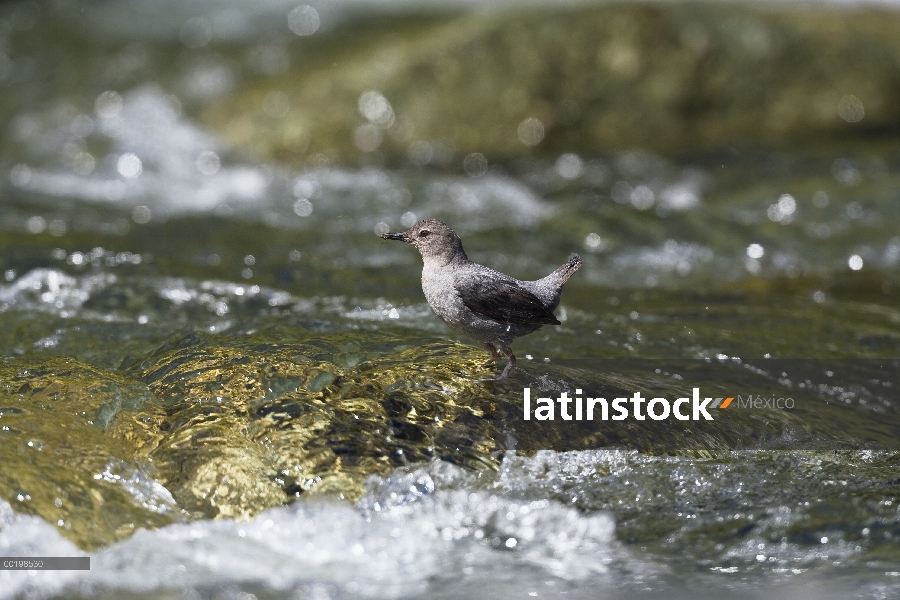 American Dipper (Cinclus mexicanus) alimentación, Costa Rica