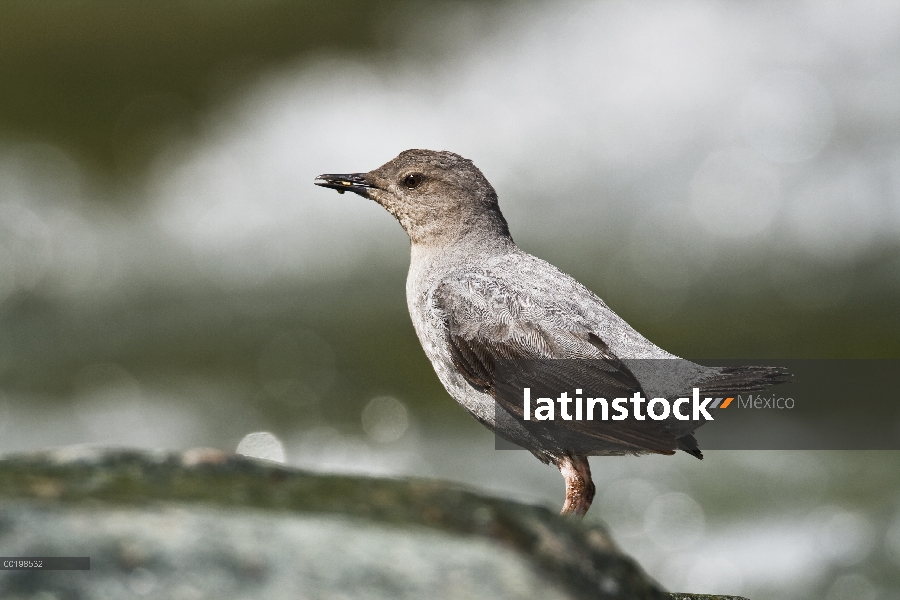 American Dipper (Cinclus mexicanus) alimentación, Costa Rica