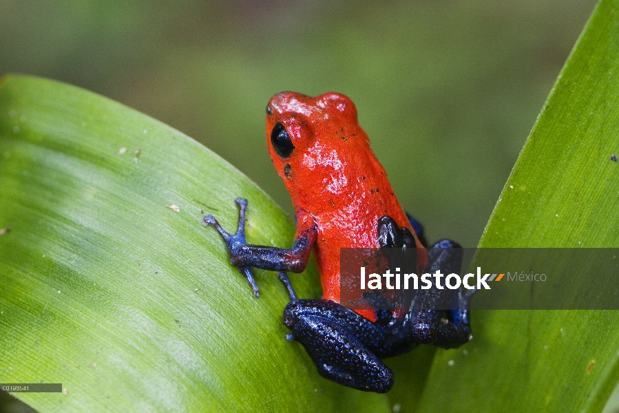 Fresa mujer rana de dardo venenosa (Oophaga pumilio) llevando a los renacuajos en su espalda, Costa 