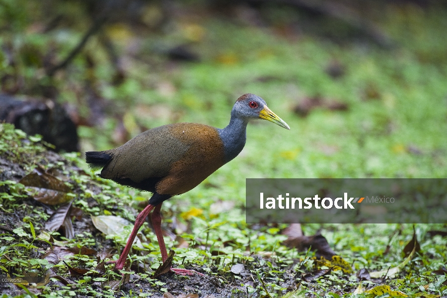 Gris-necked Wood-rail (Aramides cajanea), Parque Nacional Braulio Carrillo, Costa Rica