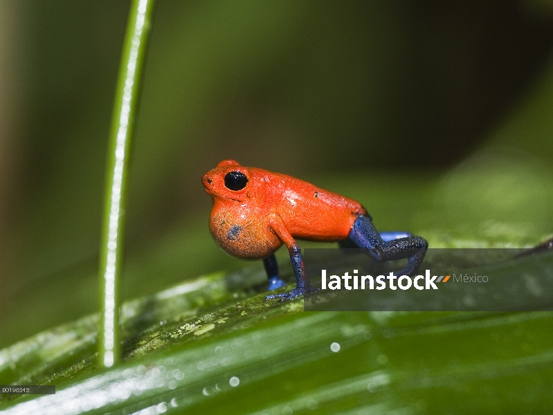 Fresas dardo Rana venenosa (Oophaga pumilio) llamar, Costa Rica