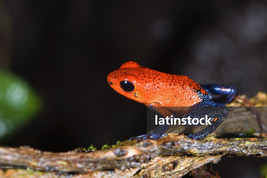 Retrato de rana dardo venenosa (Oophaga pumilio) fresa, Costa Rica