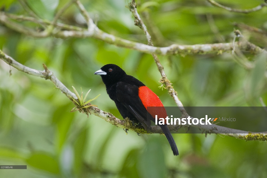 Hombre de rabadilla escarlata Tanager (Ramphocelus passerinii), Parque Nacional Braulio Carrillo, Co