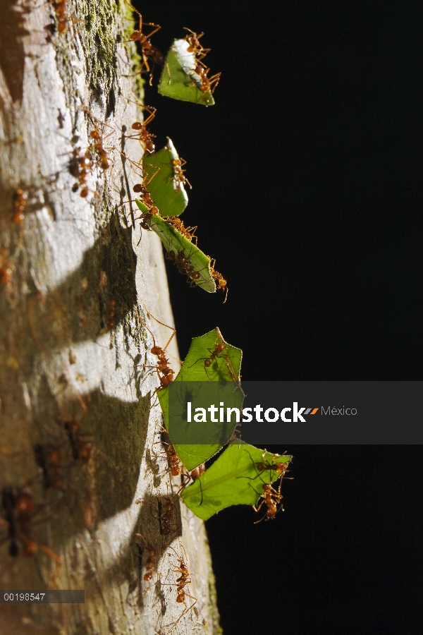 Hormigas hormigas cortadoras de hojas (Atta cephalotes) llevar hojas, Costa Rica