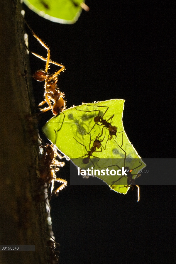 Hormigas hormigas cortadoras de hojas (Atta cephalotes) llevar hojas, Costa Rica