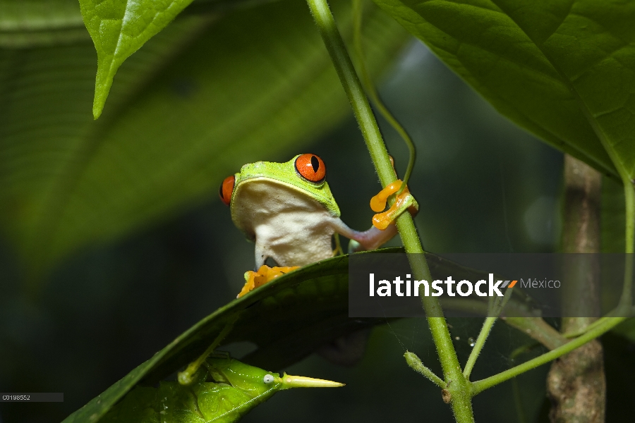 Rana arbórea de ojos rojos (Agalychnis callidryas) en la hoja, Costa Rica