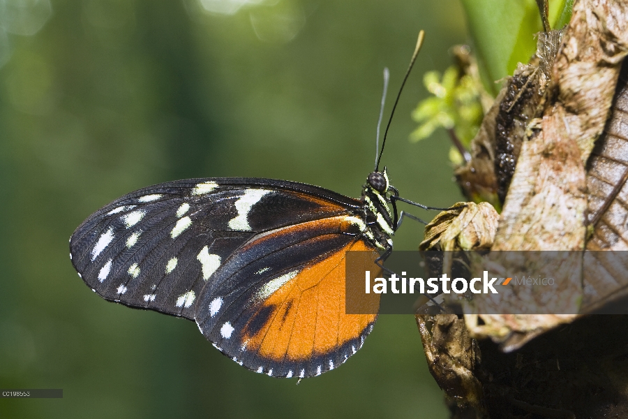 Retrato de mariposa tigre Longwing (Heliconius hecale), Costa Rica