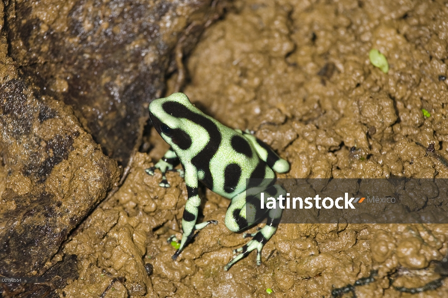 Verde y negro Poison Dart Frog (Dendrobates auratus) retrato, Costa Rica