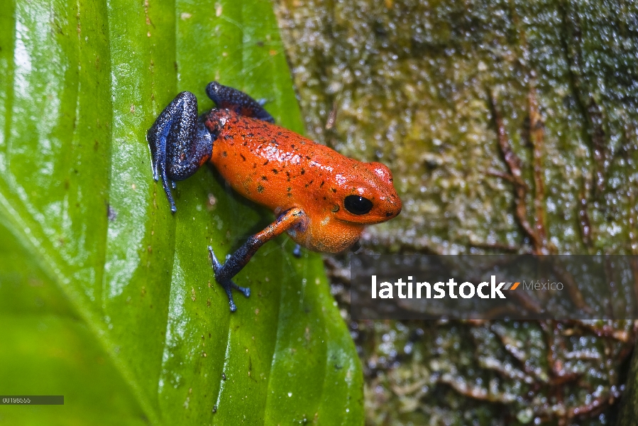 Fresas dardo Rana venenosa (Oophaga pumilio) en la hoja, Costa Rica