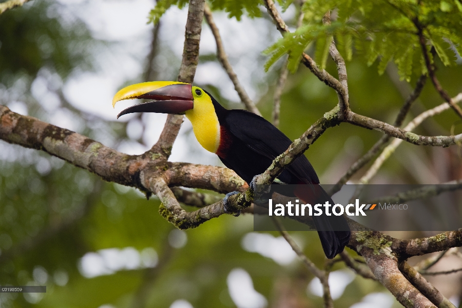 Tucán de Swainson (Ramphastos swainsonii) en rama, Costa Rica