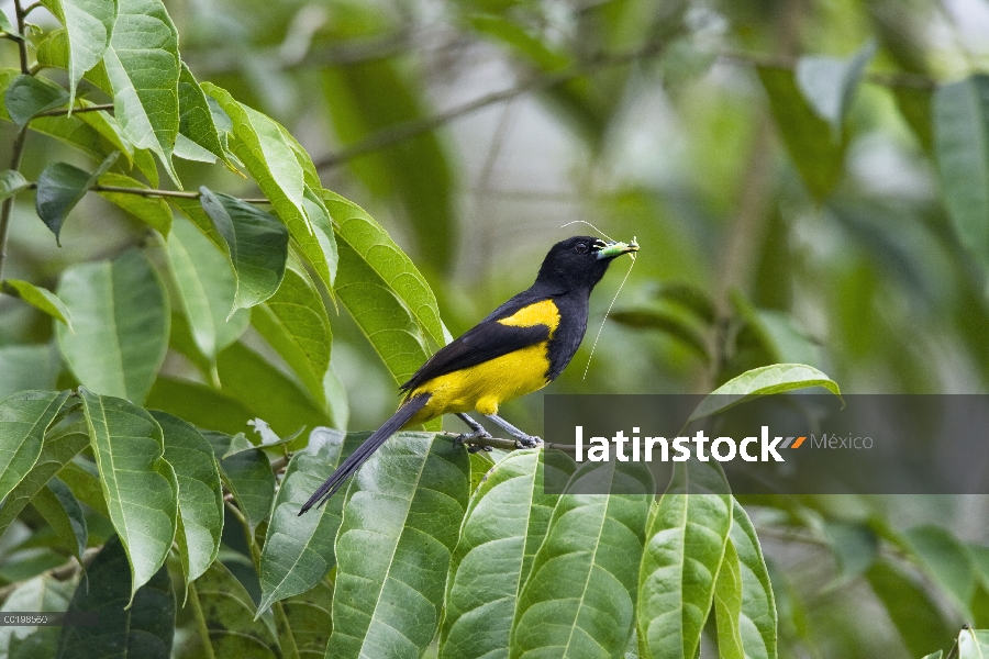 Capuchinegro negro insecto comiendo de Oriole (Icterus dominicensis), Costa Rica