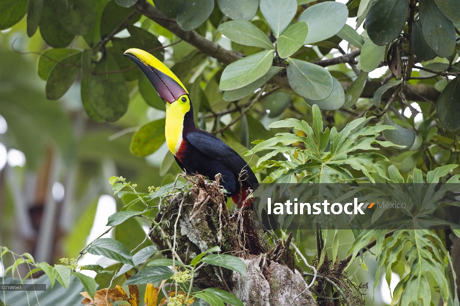 Tucán de Swainson (Ramphastos swainsonii) en árboles, Costa Rica