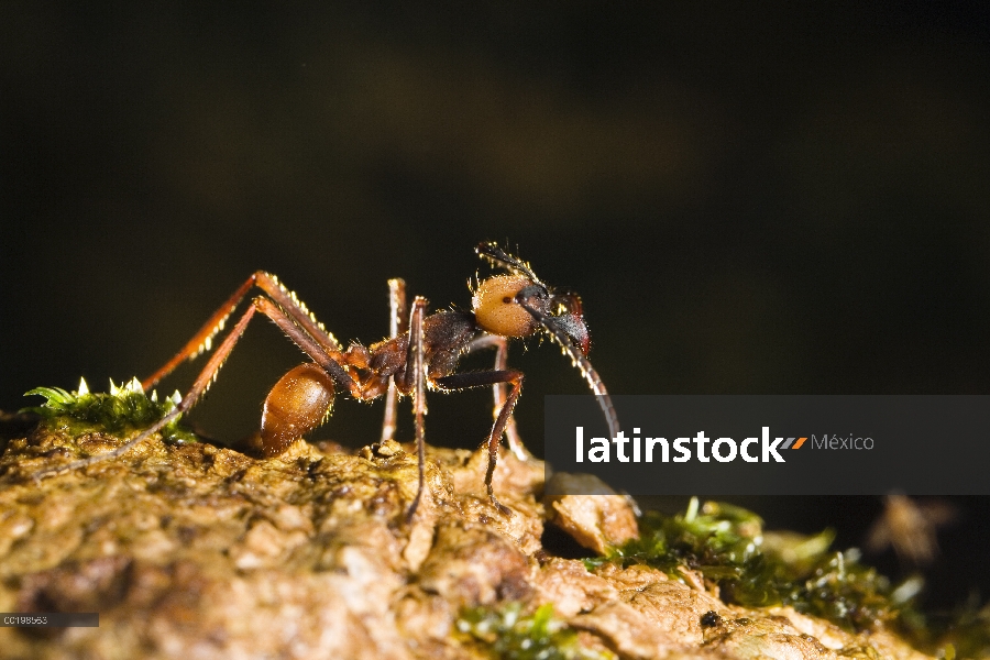 Retrato de la hormiga de ejército (Eciton sp), La Selva, Costa Rica