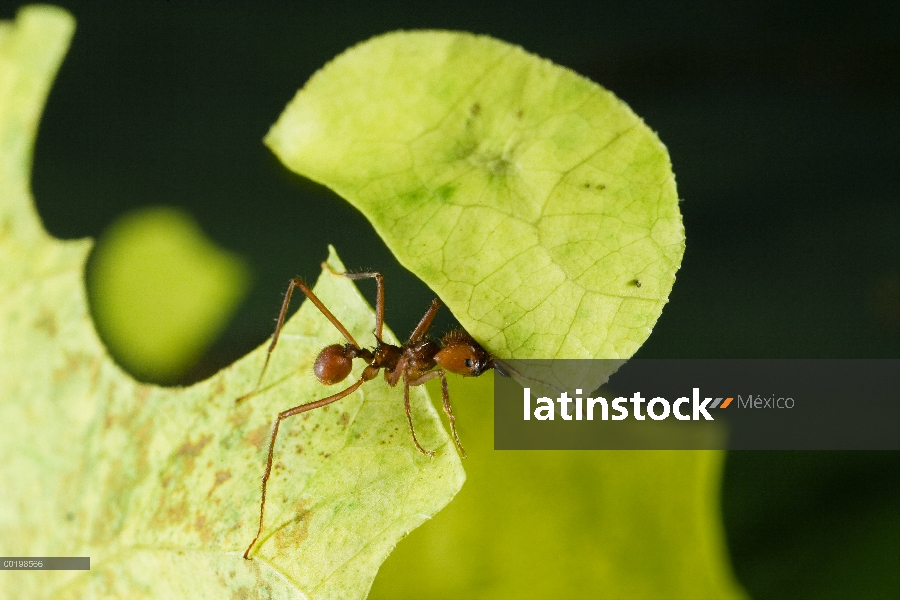 Hormiga de hormigas cortadoras de hojas (Atta cephalotes) llevar recién corte hoja, Costa Rica