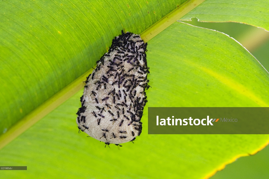 Avispa bajo hoja, Parque Nacional Braulio Carrillo, Costa Rica