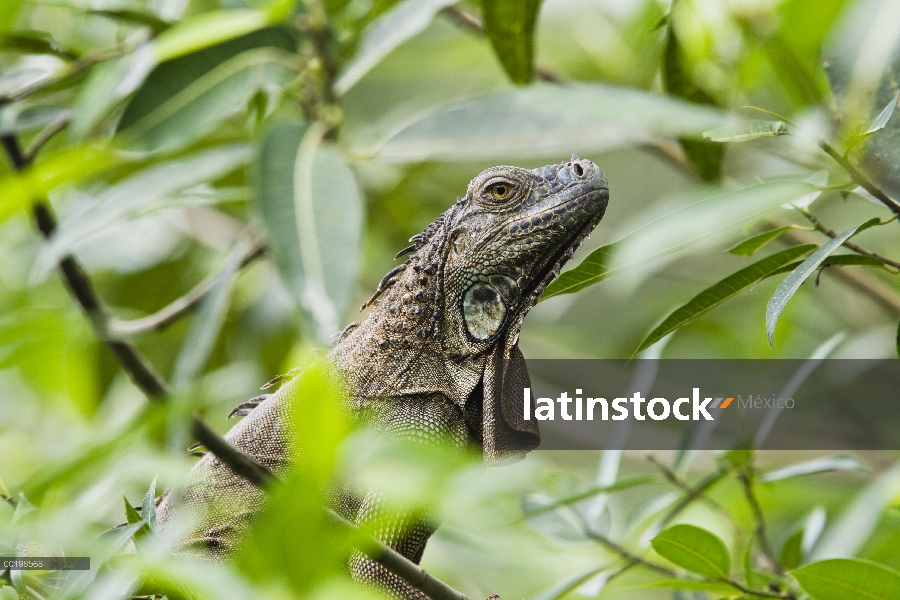 Iguana verde (Iguana iguana) en la selva, Parque Nacional Braulio Carrillo, Costa Rica