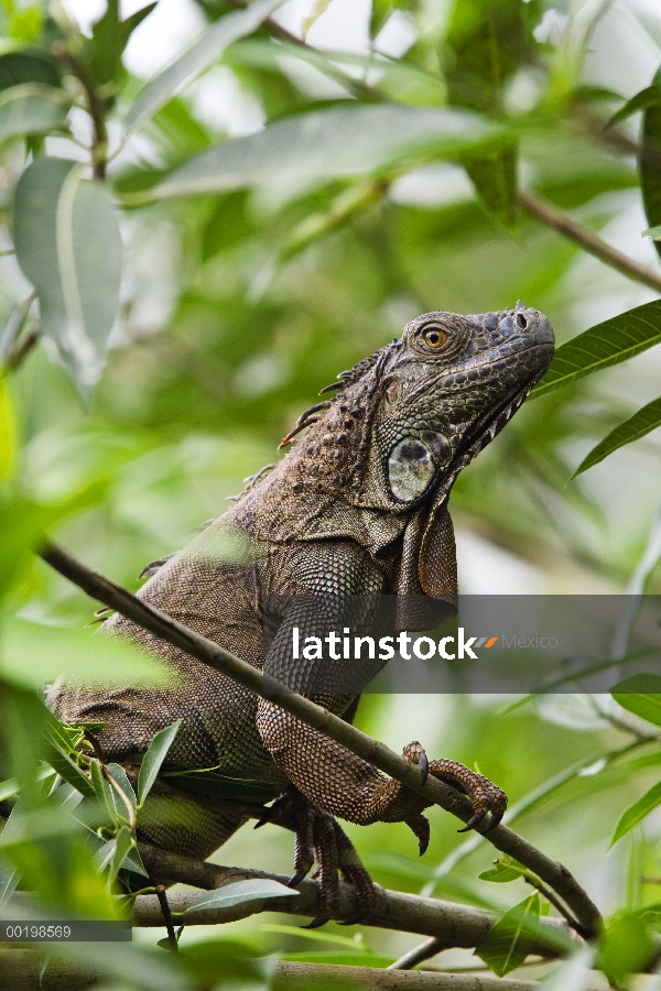 Iguana verde (Iguana iguana) en las ramas, de Parque Nacional Braulio Carrillo, Costa Rica