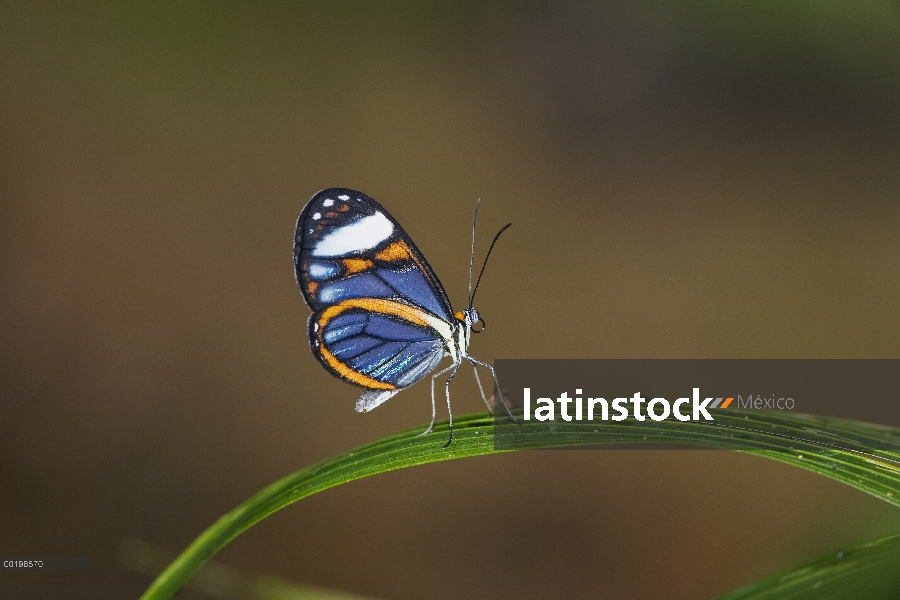 Glasswing (Greta sp) en la hoja, del Parque Nacional Braulio Carrillo, Costa Rica