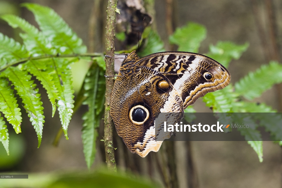 Retrato de Atreus buho (Caligo atreus), Parque Nacional Braulio Carrillo, Costa Rica