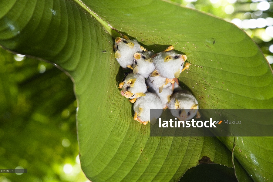 Honduras blanco Bat (Ectophylla alba) refugiarse en hojas de Heliconia (Heliconia sp), Parque Nacion