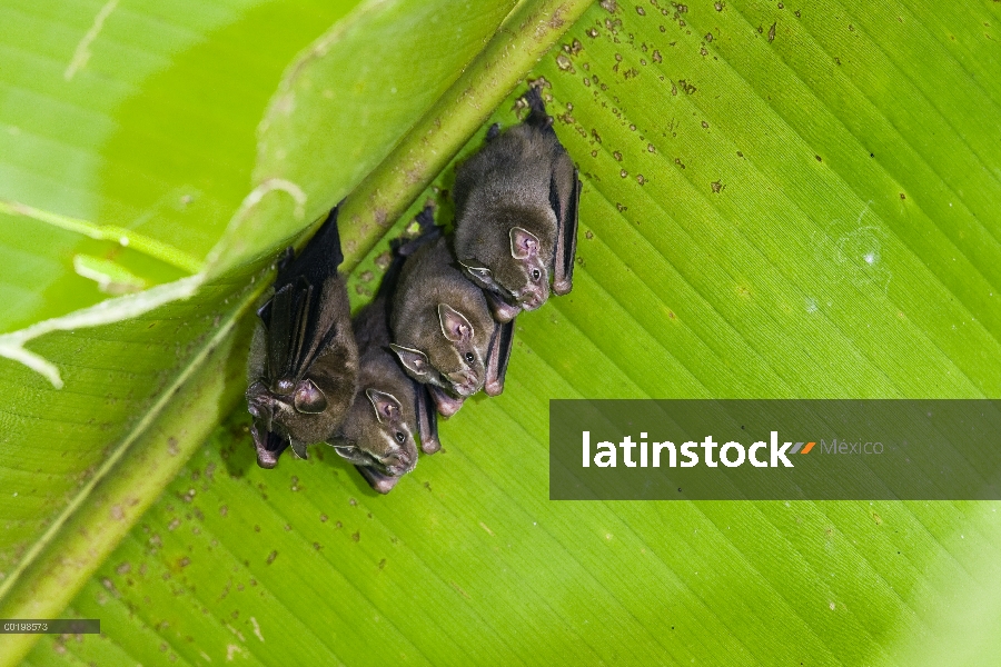 Grupo de fabricación de carpa Bat (Uroderma bilobatum) Peters' refugiarse en hojas de Heliconia (Hel