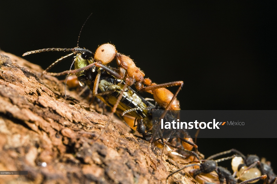 Hormiga de ejército (Eciton burchellii) submajor casta, llevando la grillo, La Selva, Costa Rica